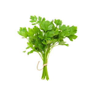 CORIANDER - الكزبرة