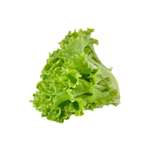 GREEN LETTUCE - خس أخضر