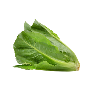 LETTUCE ROMANIA - خس روماني