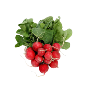RADISH RED - الفجل الأحمر