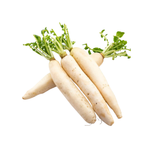 RADISH WHITE - الفجل الأبيض