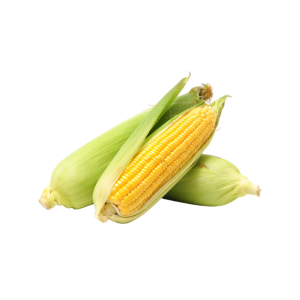 SWEET CORN - الذرة