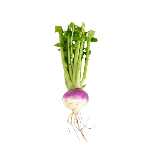 TURNIP - اللفت